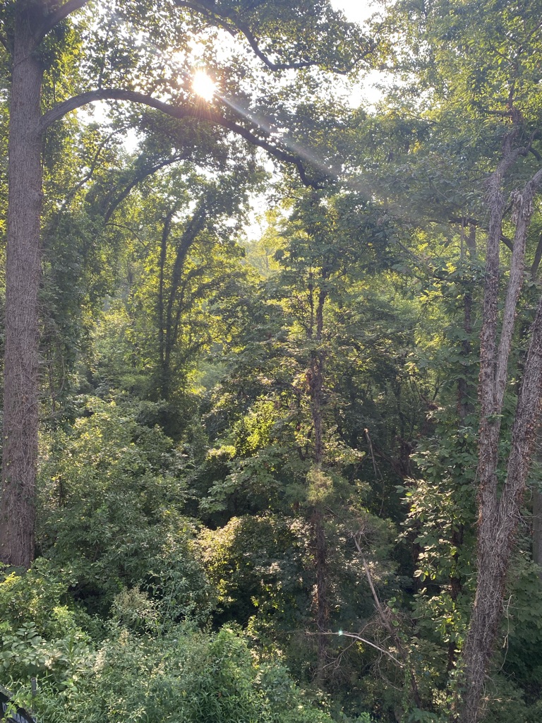 Summer Forest