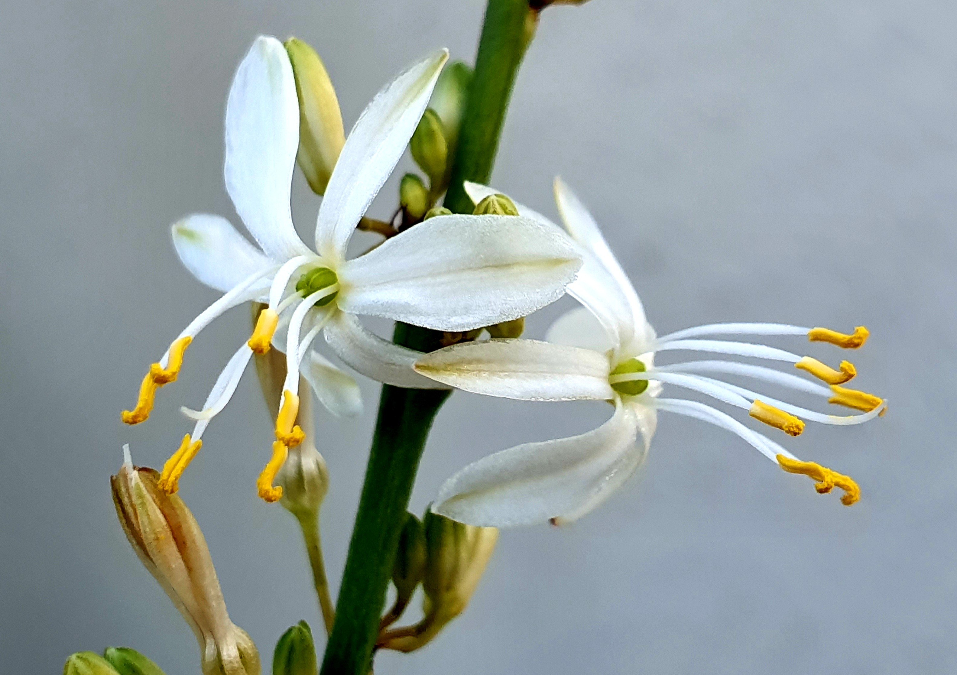tinyflowers.jpeg