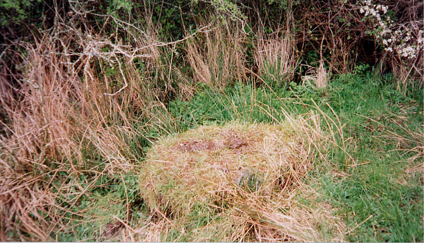 cgydsp-002.jpg