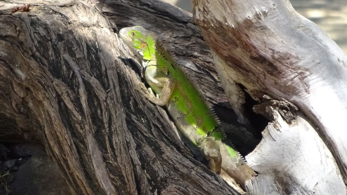 Iguana 3.jpg