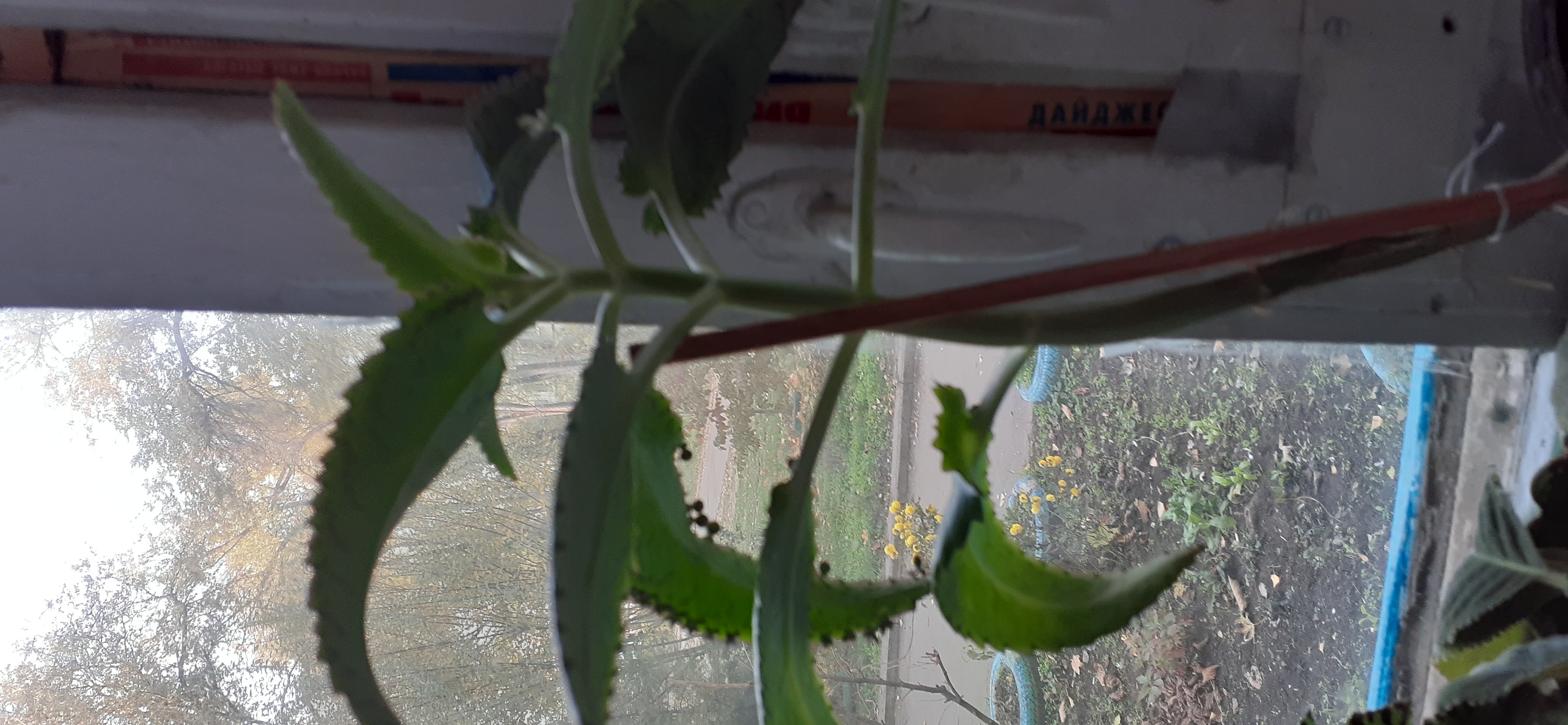 20201113_081047.jpg