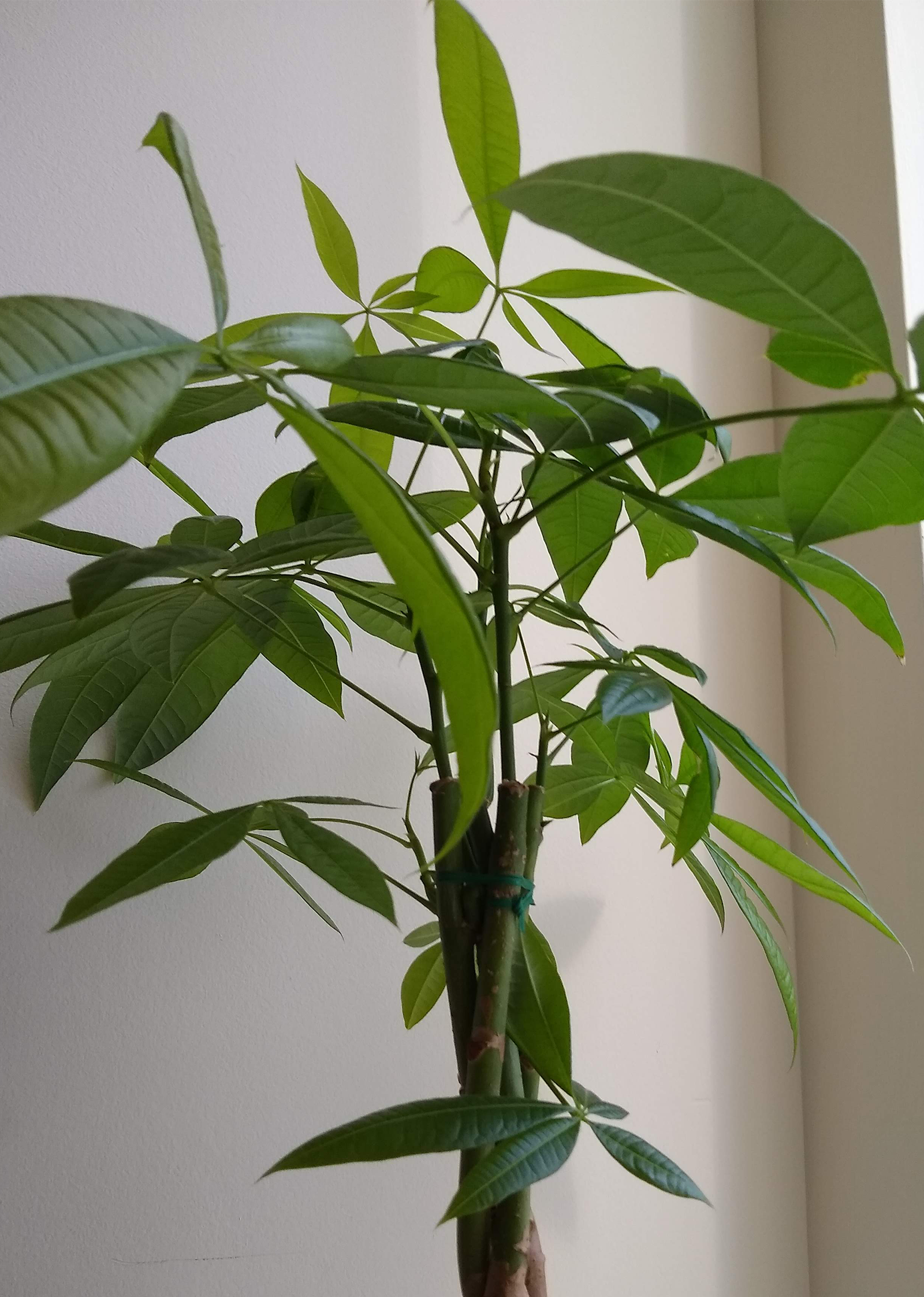 moneytree3.png