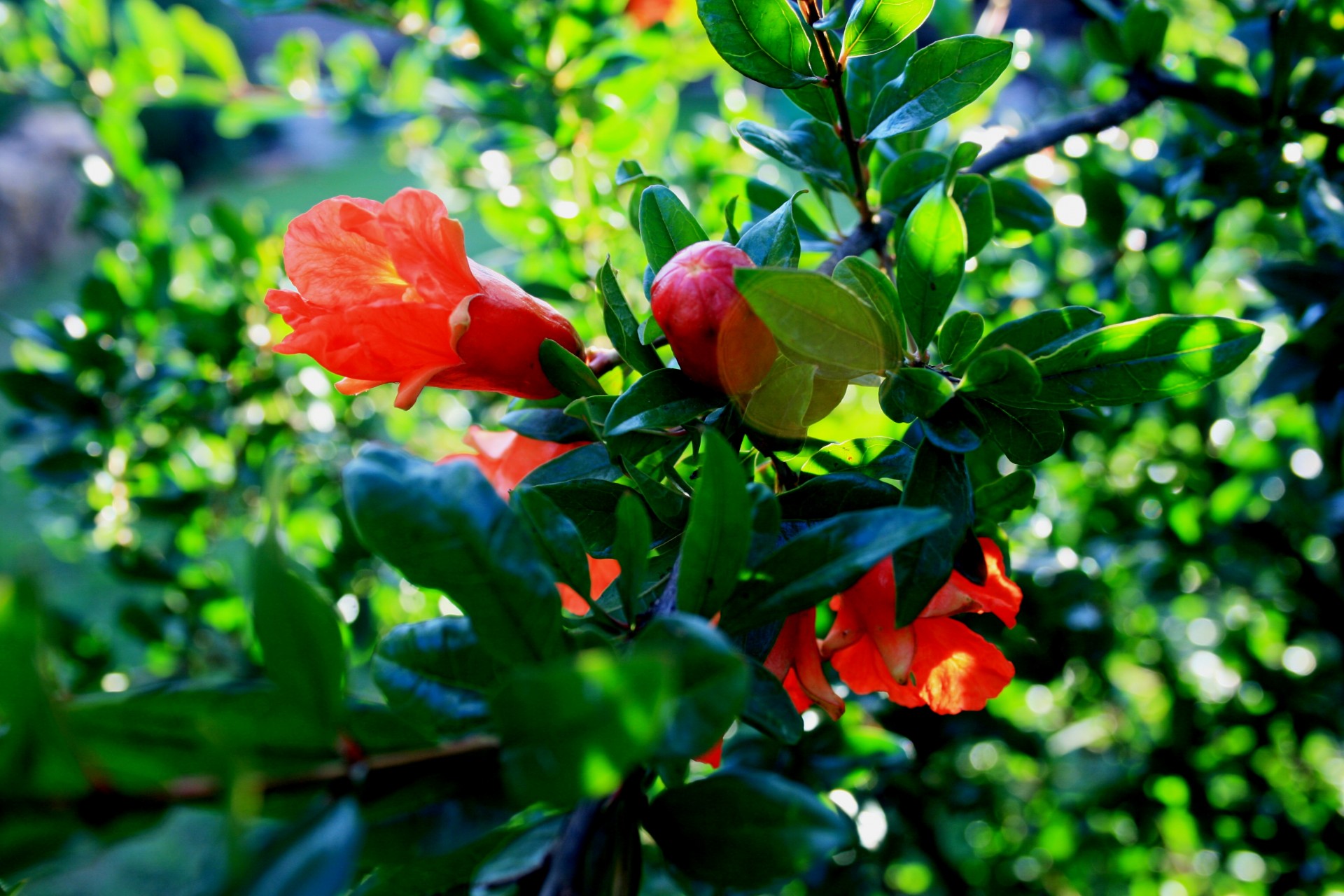 pomegranate-tree-with-flowers.jpg