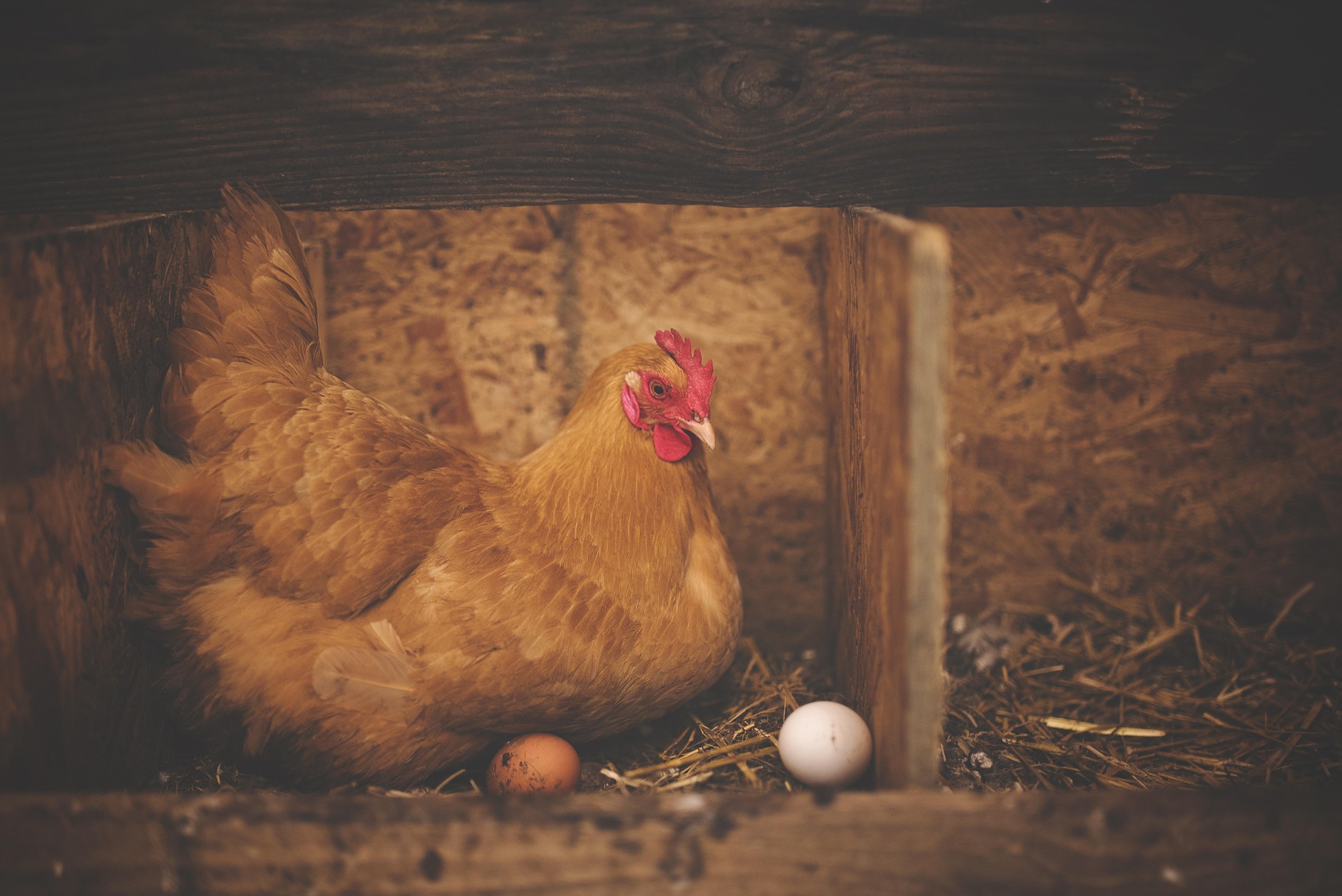 pexels-chicken-1867521_1920.jpg