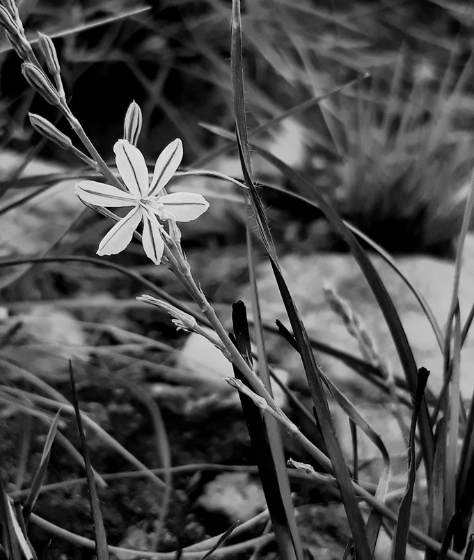anthericum fasciculatum4.jpg