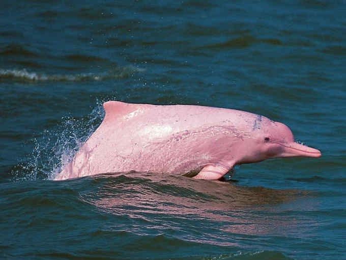 amazonas.jpg