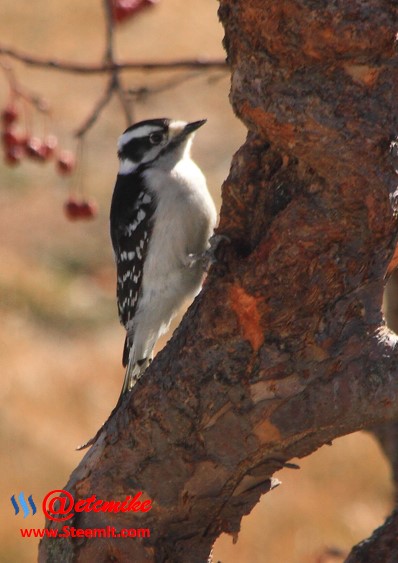 Downy Woodpecker PFW01.jpg