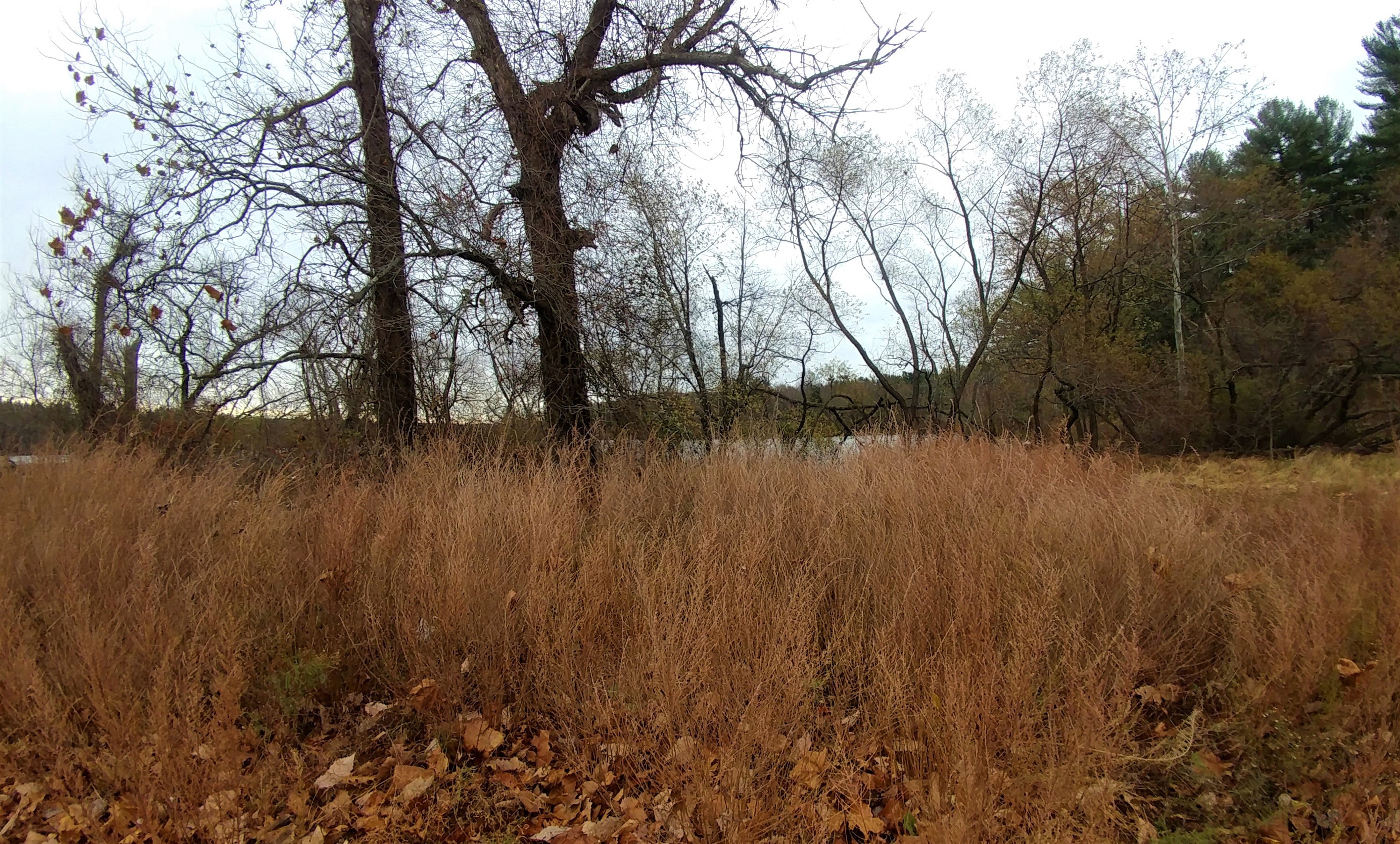 treetuesday11-19-19-8ok1.jpg