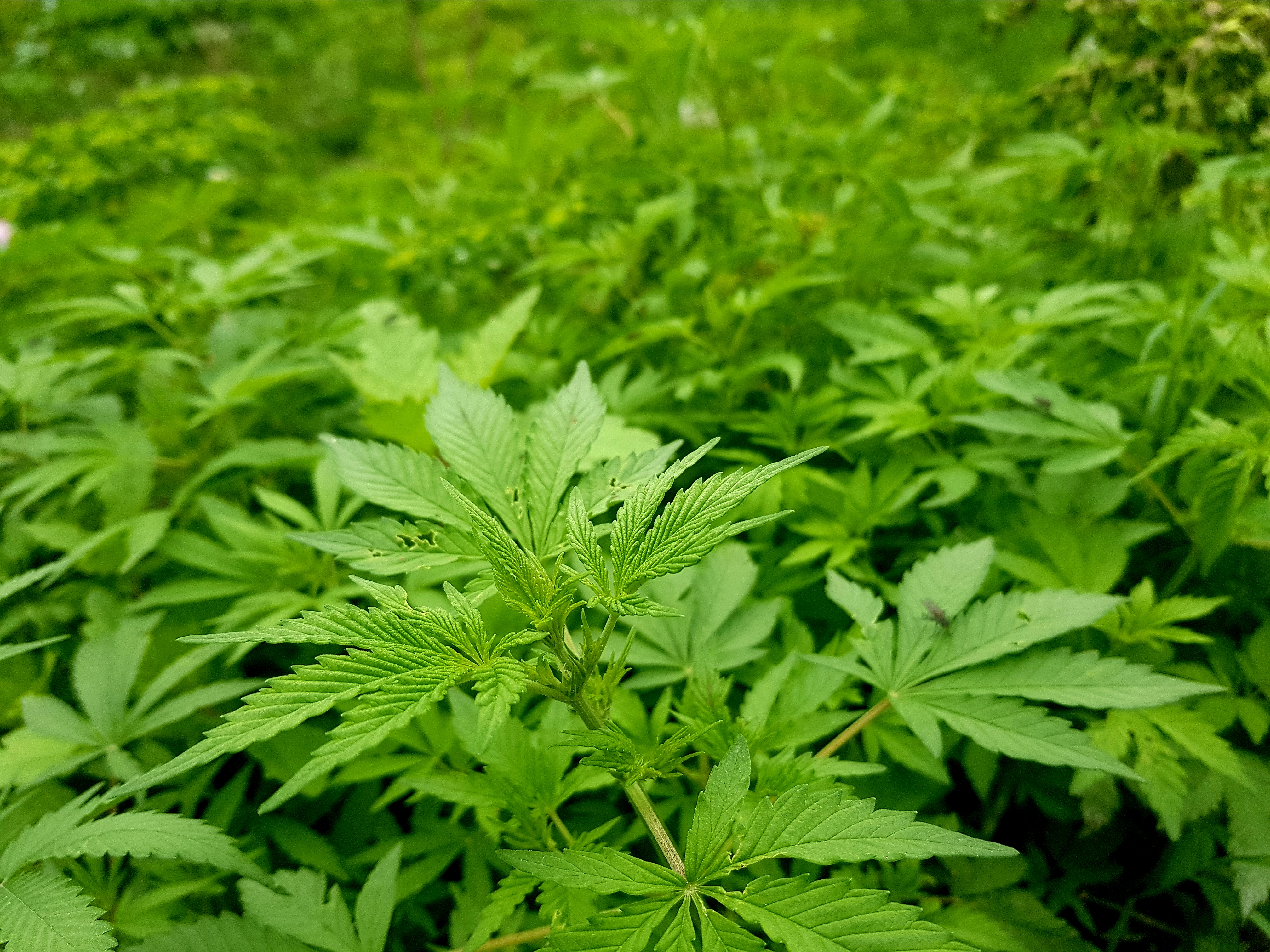 Marijuana (4).jpg