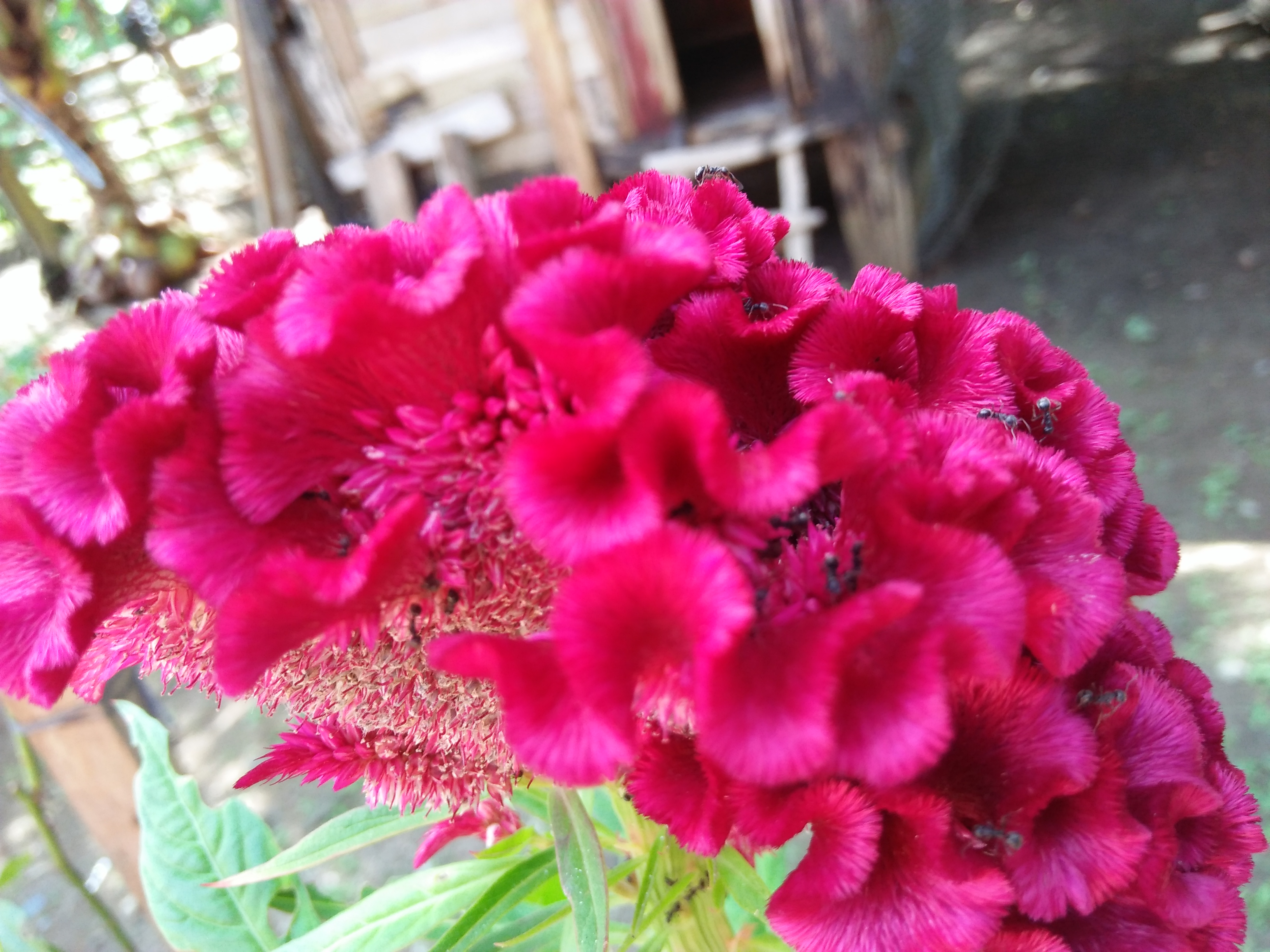 IMG20210627143955.jpg