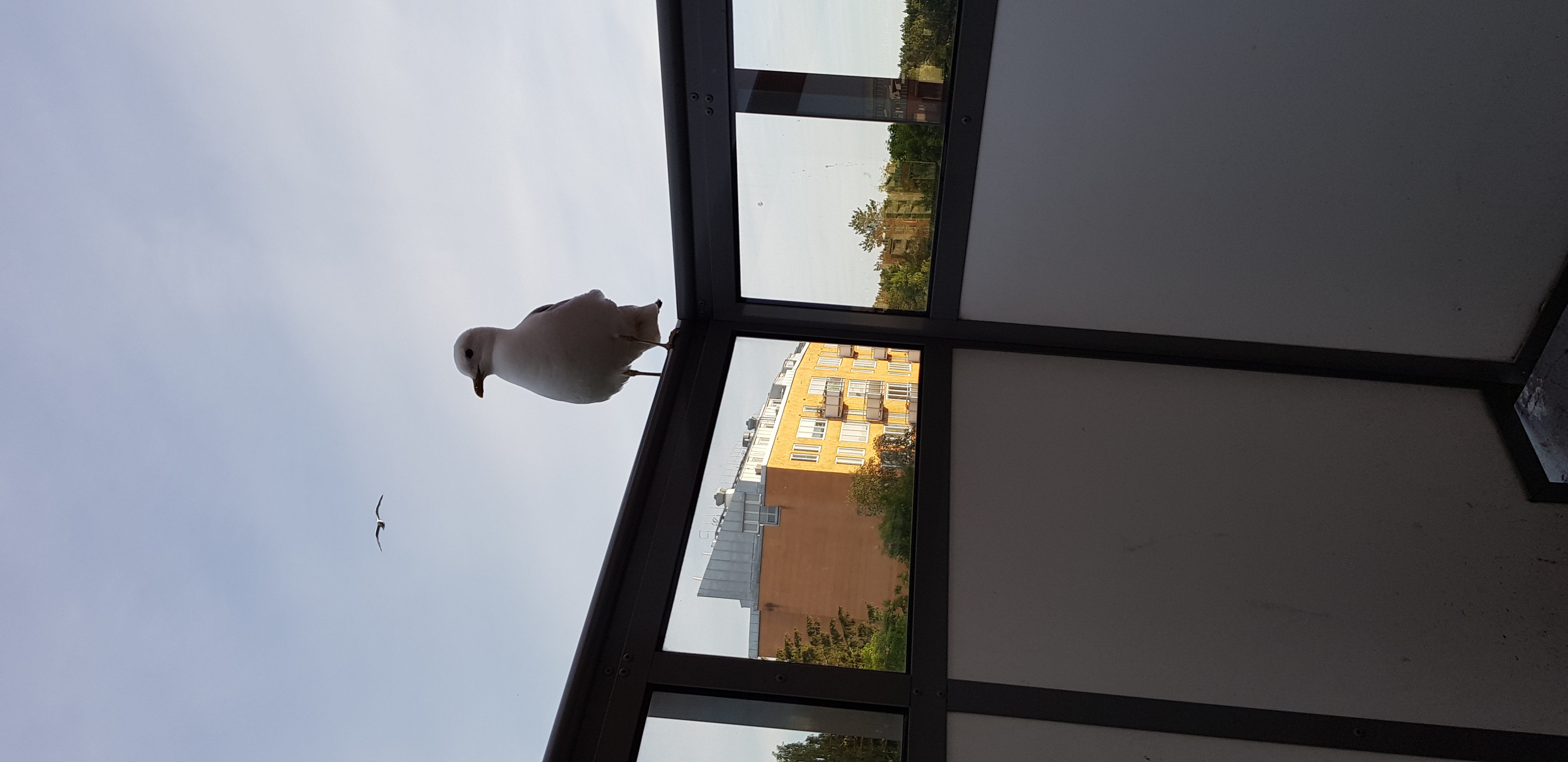 20180626_200223.jpg