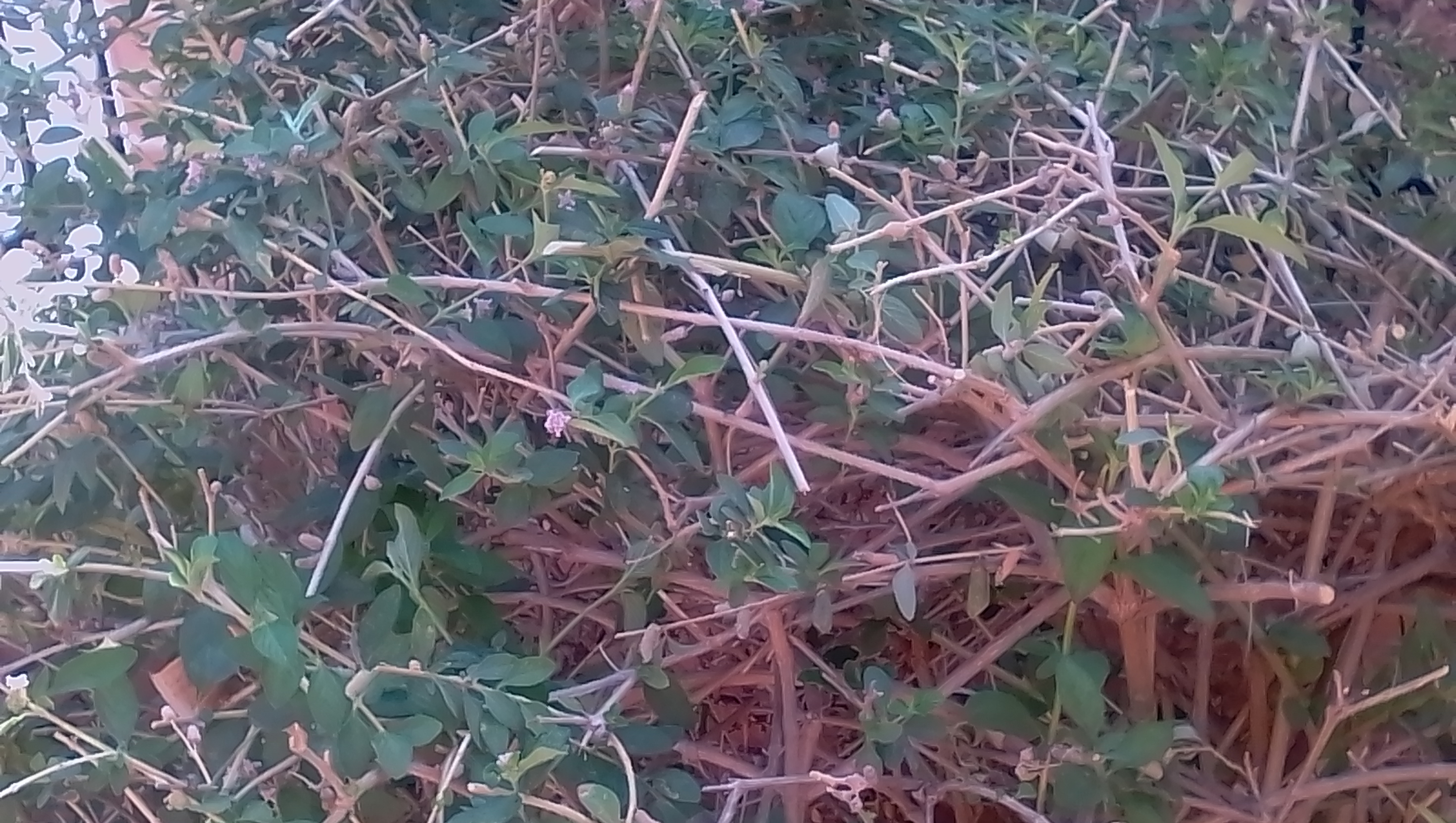 IMG_20200315_094658.jpg