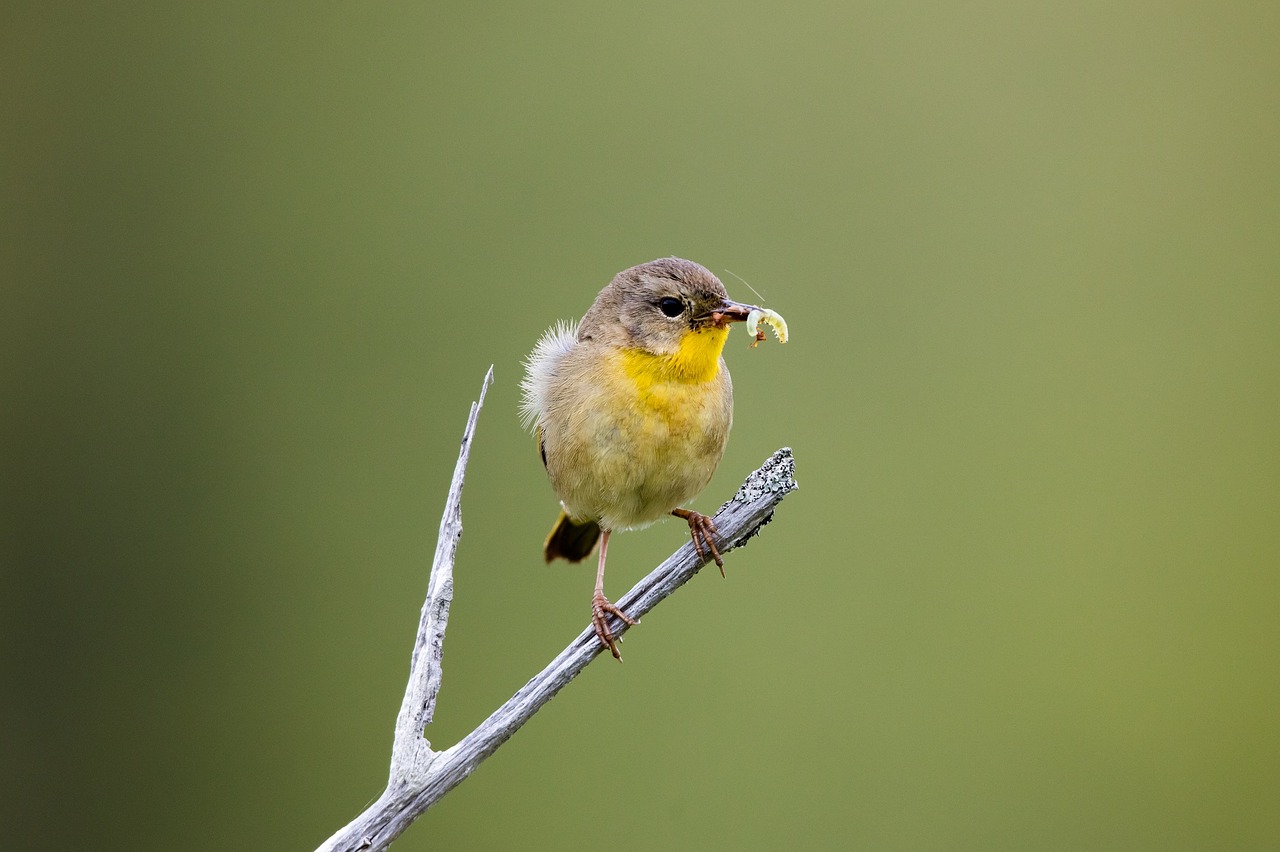 warbler-1949885_1280.jpg