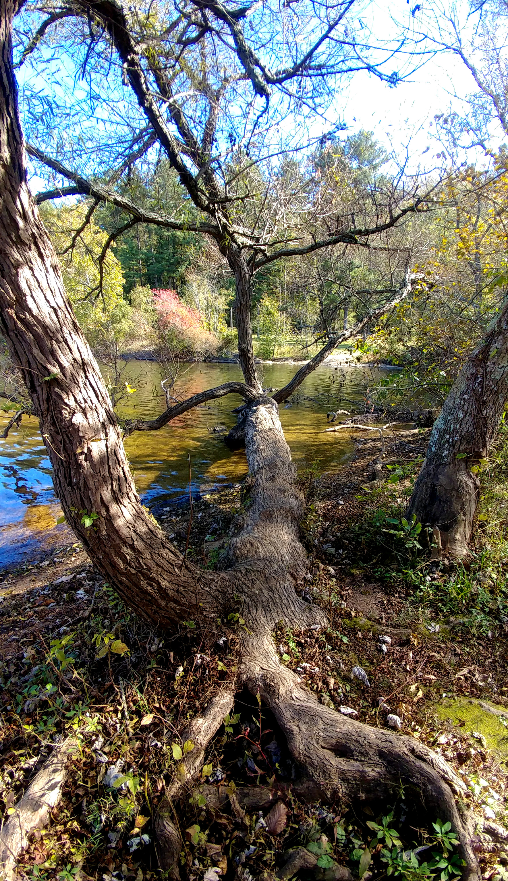treetuesday11-19-19-9ok2.jpg