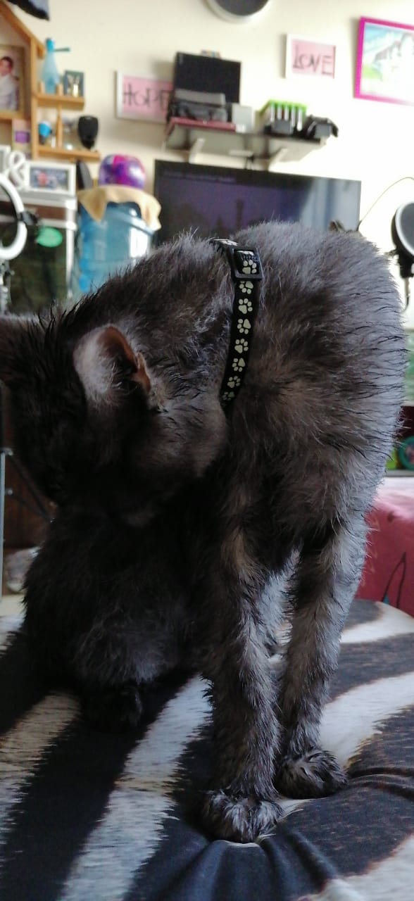 WhatsApp Image 2020-09-25 at 8.00.22 PM (4).jpeg