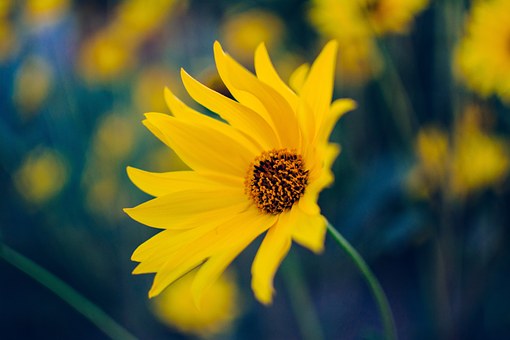 wildflower-984029__340.jpg