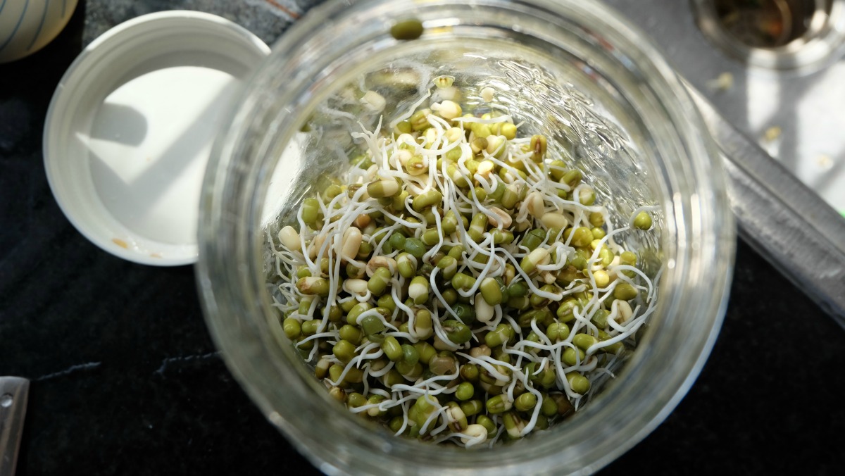 mung-bean-sprouts-6.jpg