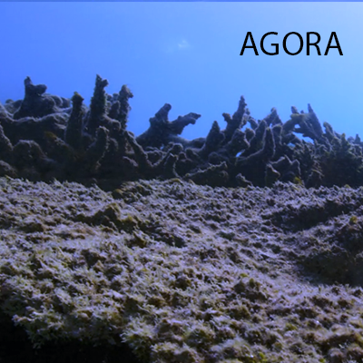 CORAL4AGORA.png