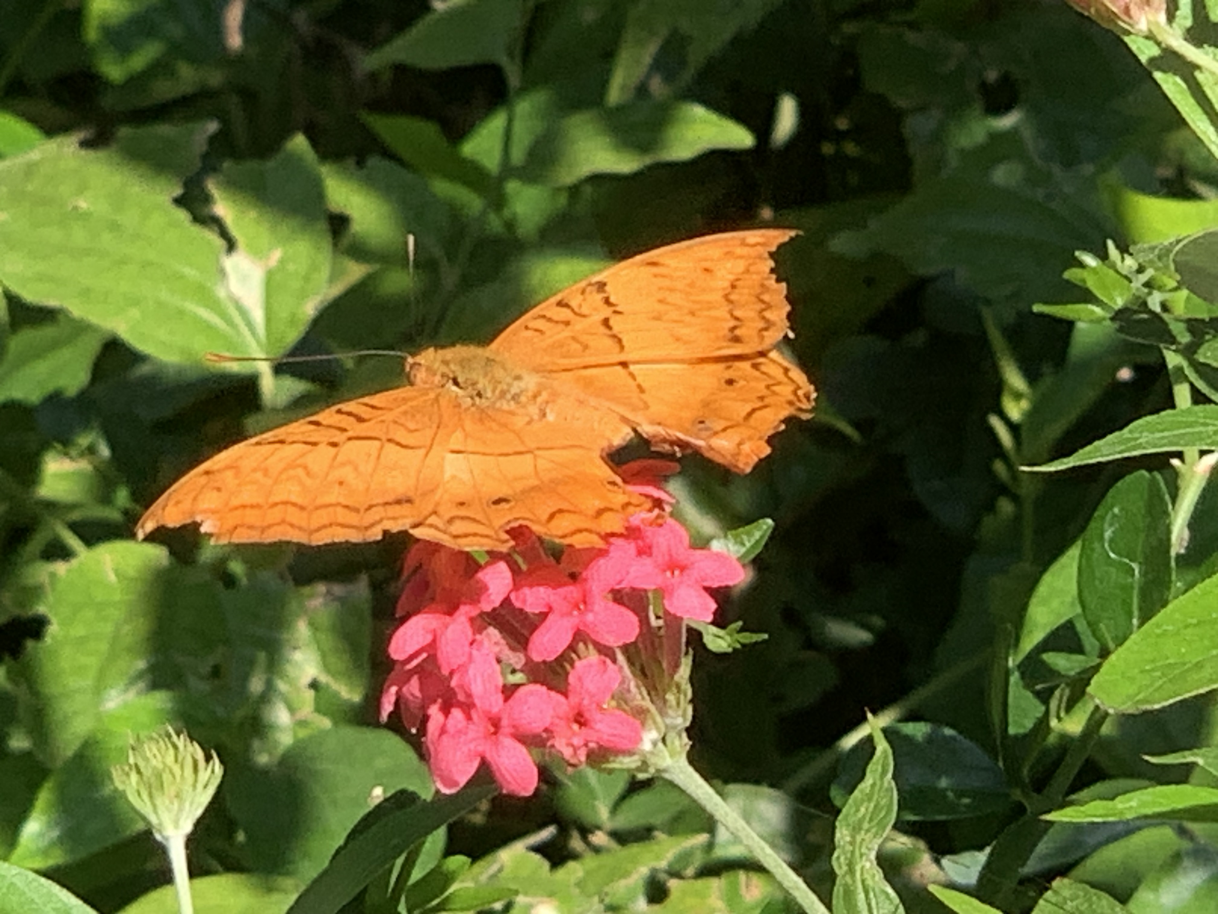 Bangkok Butterfly Garden & Insectarium124.jpg