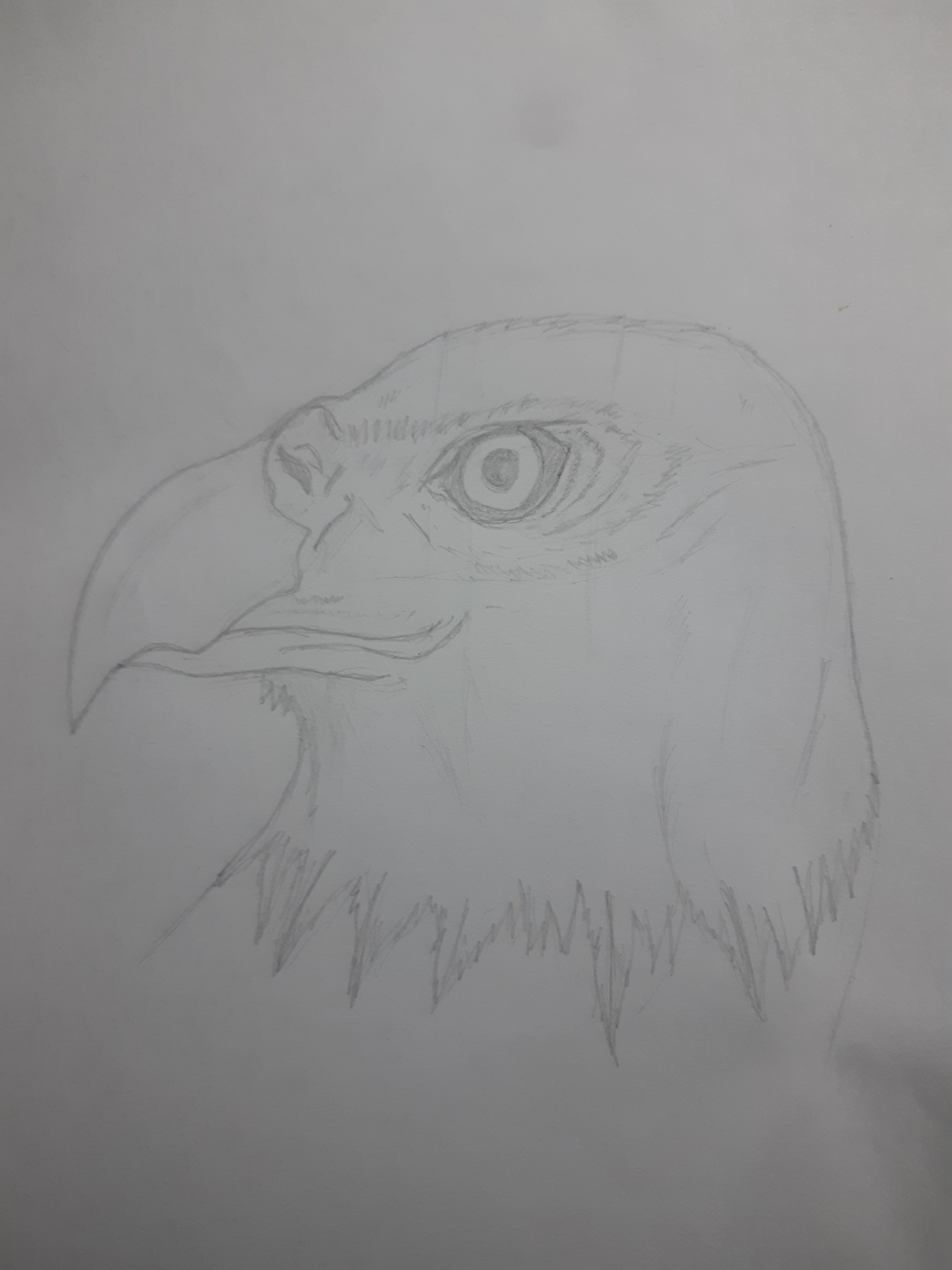 Eagle.jfif