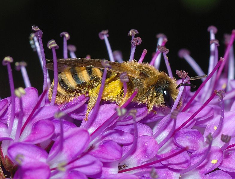 Sweat bee.jpg