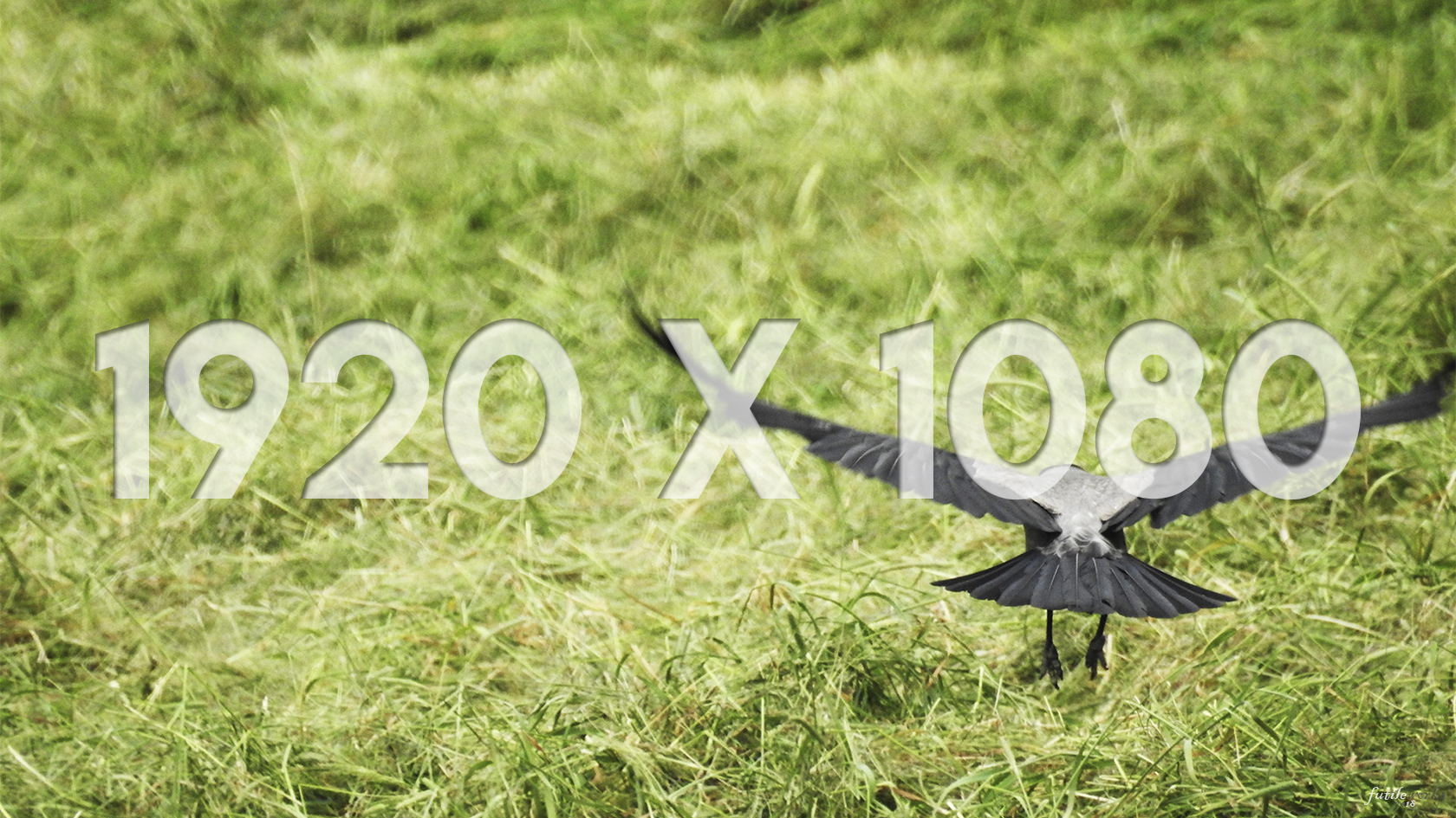 04 1920x1080 Thumbnail Crow Glider.jpg