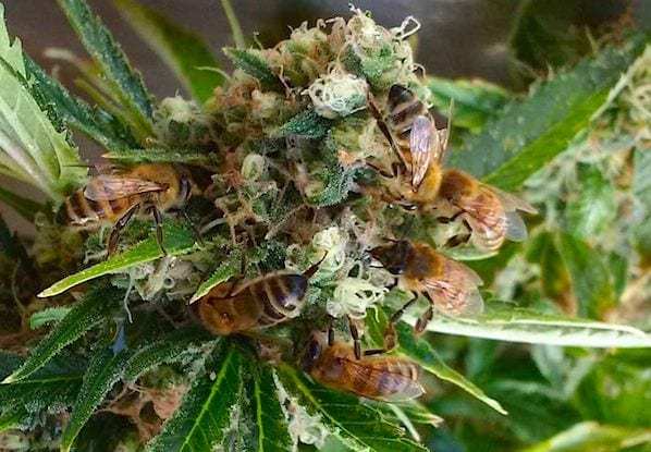 weedcash-hive.jpg