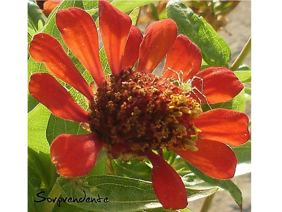 Macrofotografía y Colorfull 1.jpg