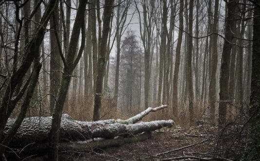 Bosque silencioso.jpg