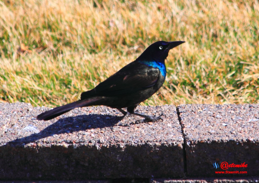 Common Grackle IMG_0123.JPG