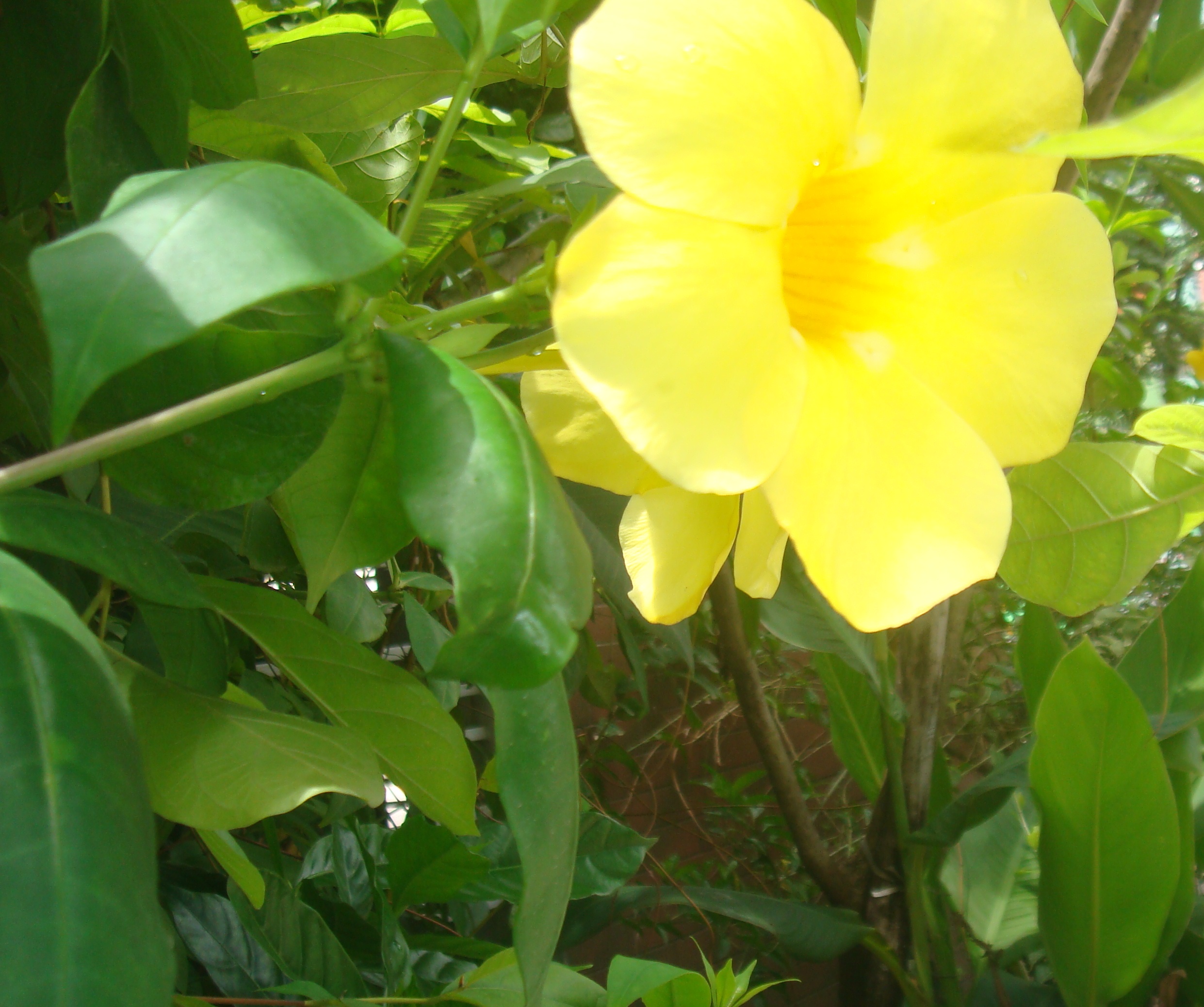 Yellow Allamanda Steemit