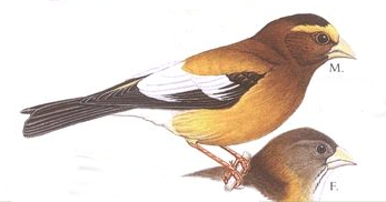 bird21.png
