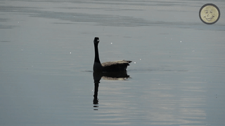 GooseGlass.gif