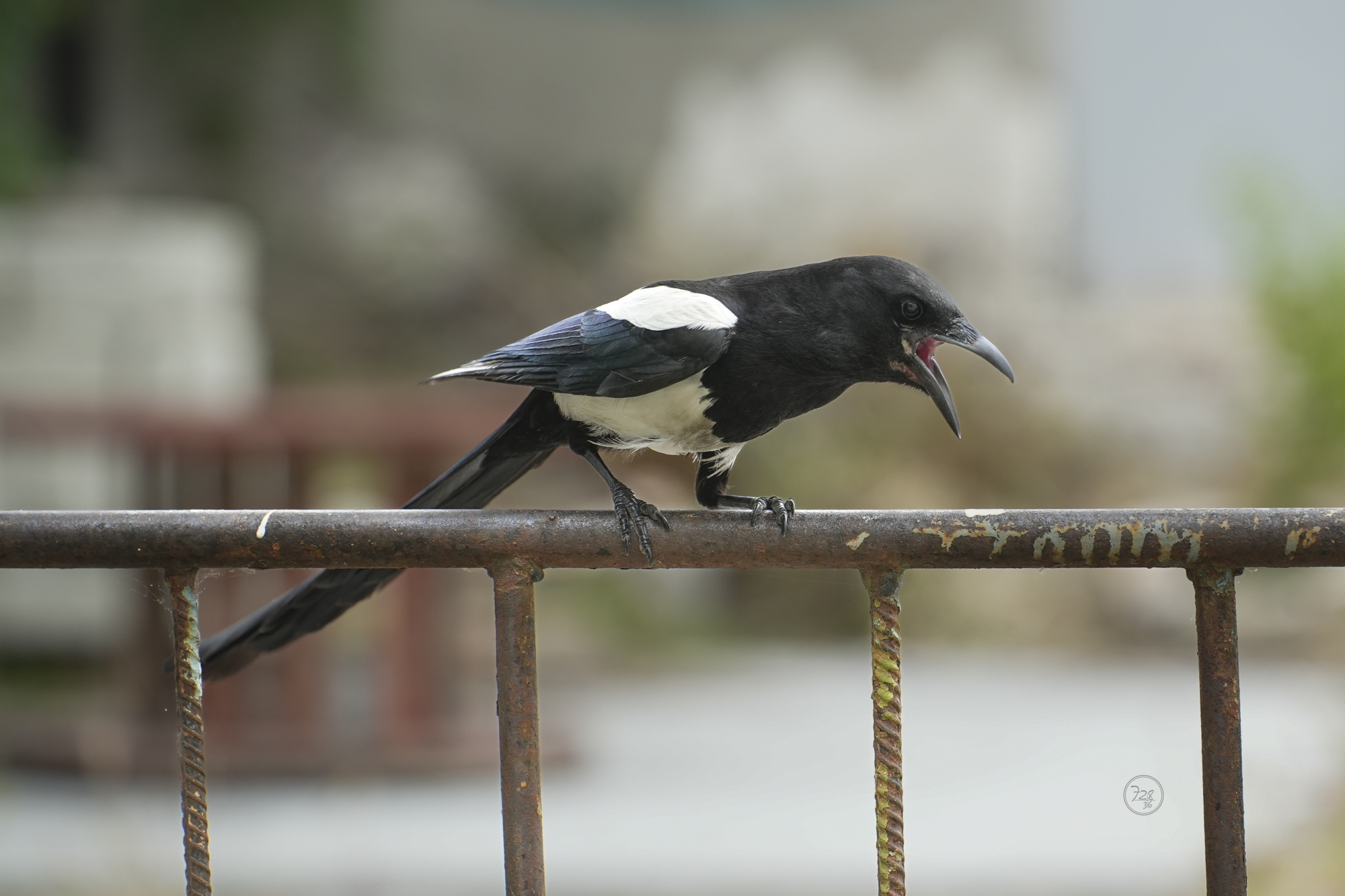 DSC05394.jpg