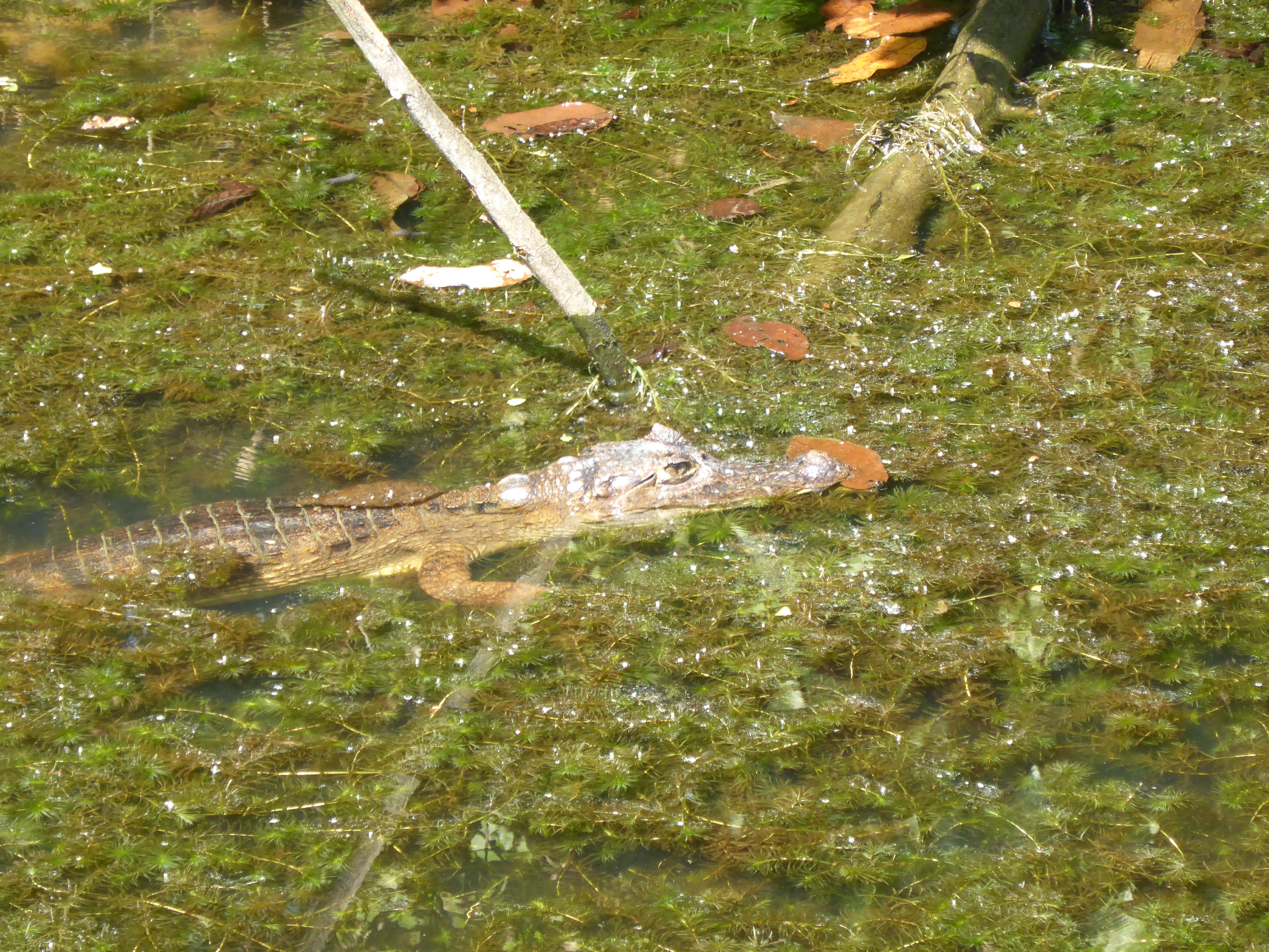 P1350744.JPG