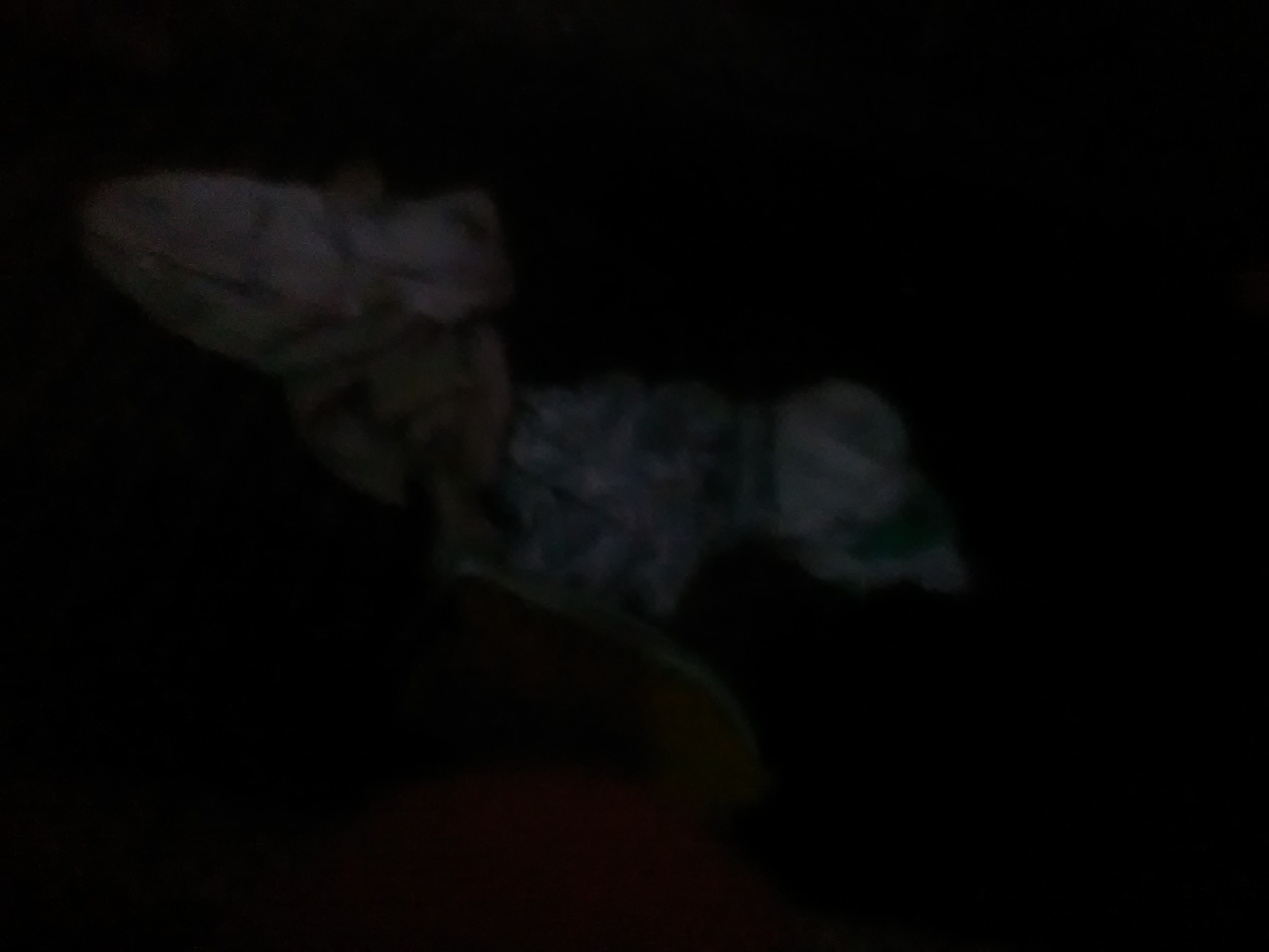 IMG_20201006_105419.jpg