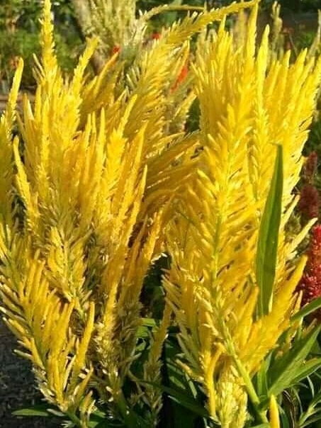 IMG_20201104_085003.jpg