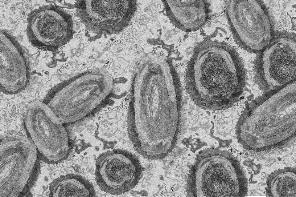 monkey-pox-7217593_960_720.jpg