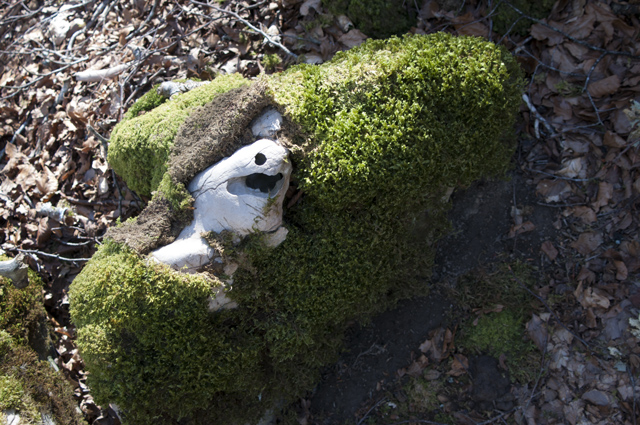 kodama.jpg