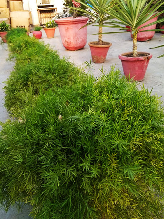 IMG_20180426_174242.jpg