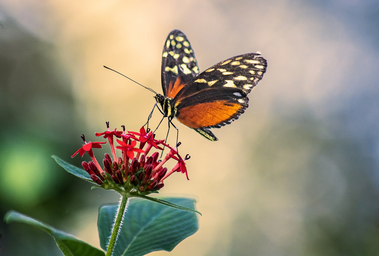 butterfly-g2479f3e57_1280.jpg