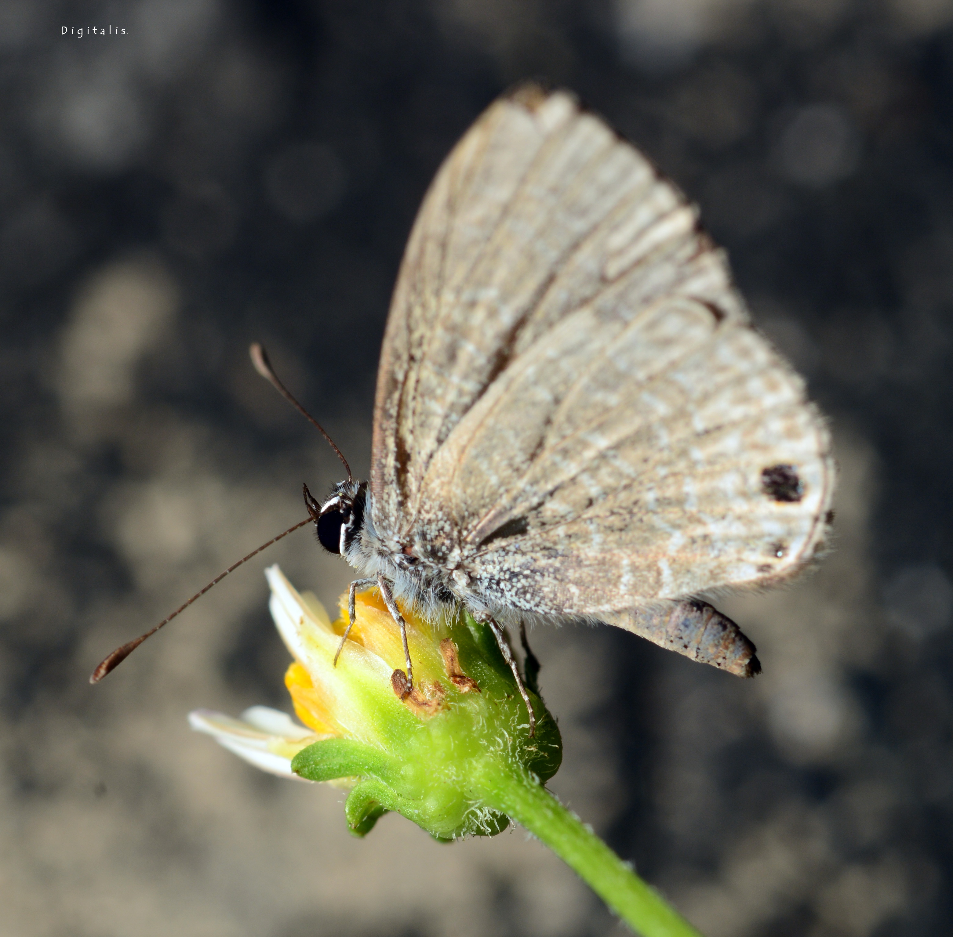 DSC_9476.JPG