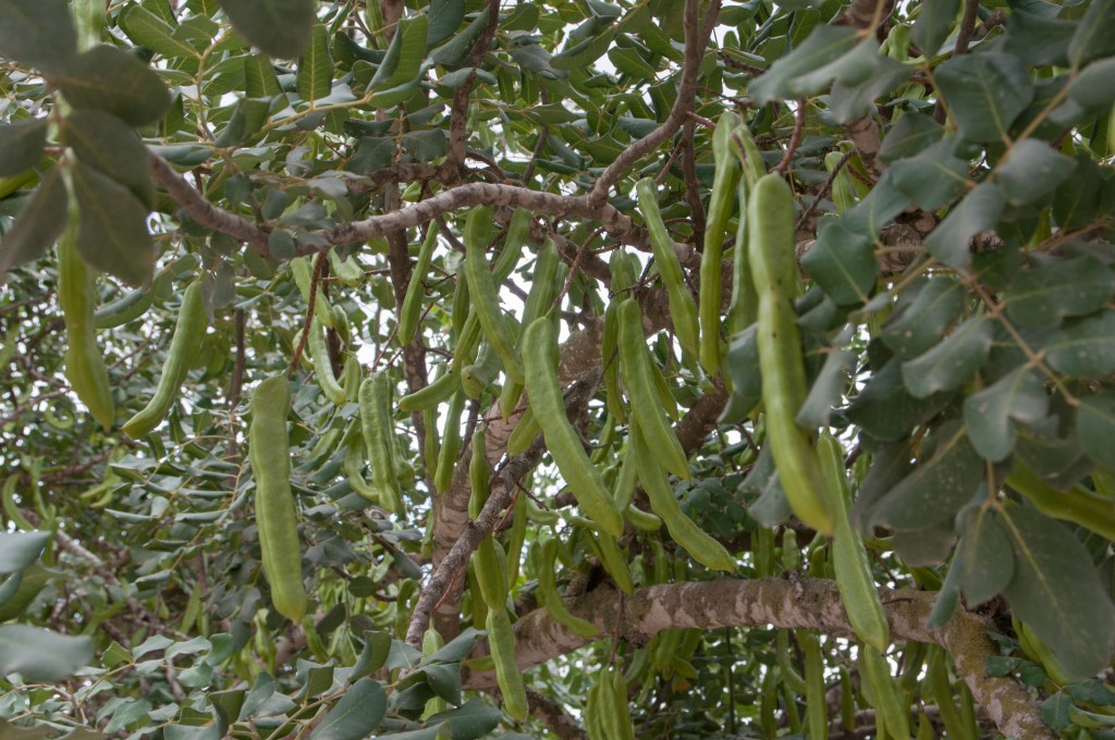 DSC_0002_1.jpg