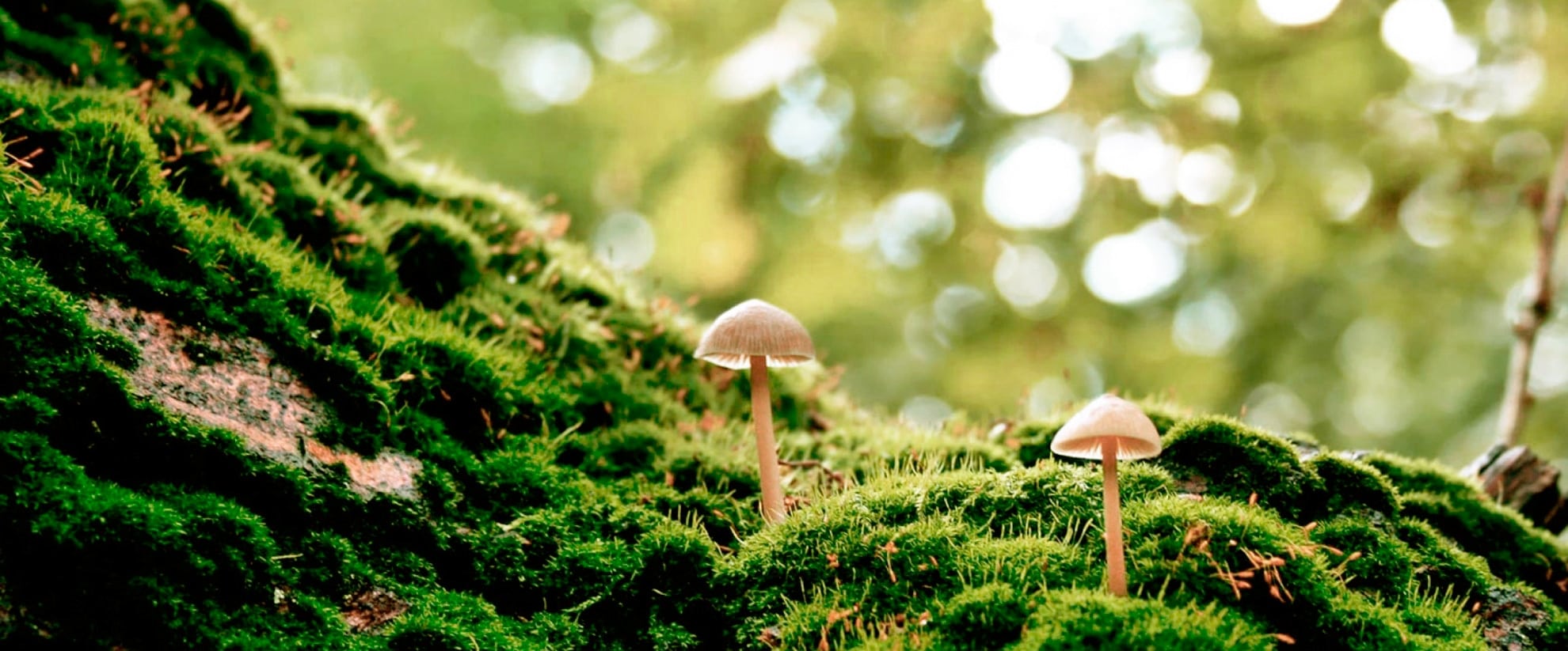 header-3.jpg