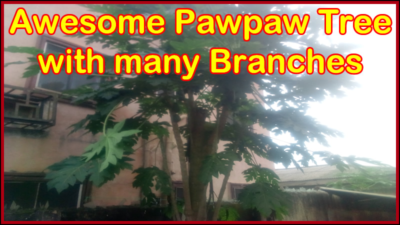 Pawpaw-tree-with-many-branches.jpg