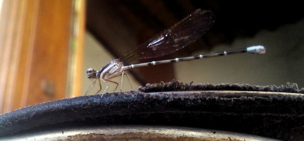 a Insecto.jpg