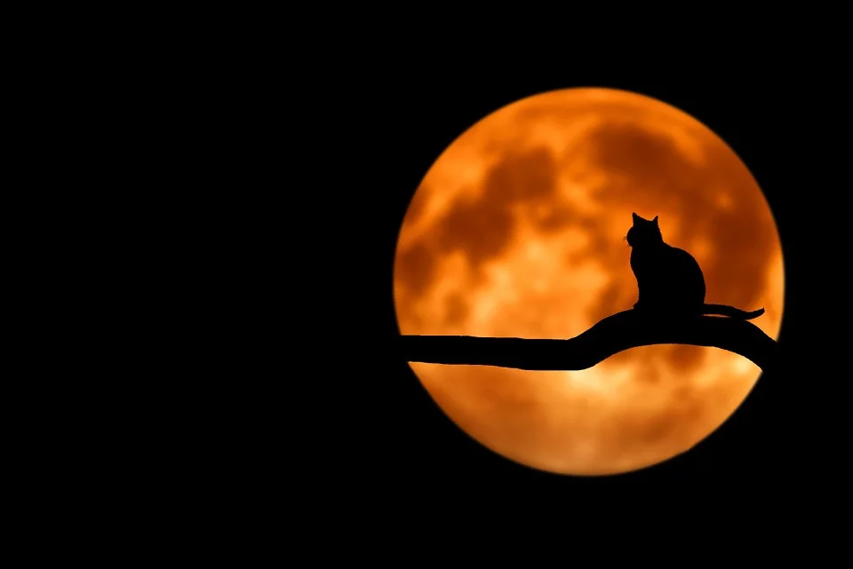 tree-736877_960_720 Mond.webp