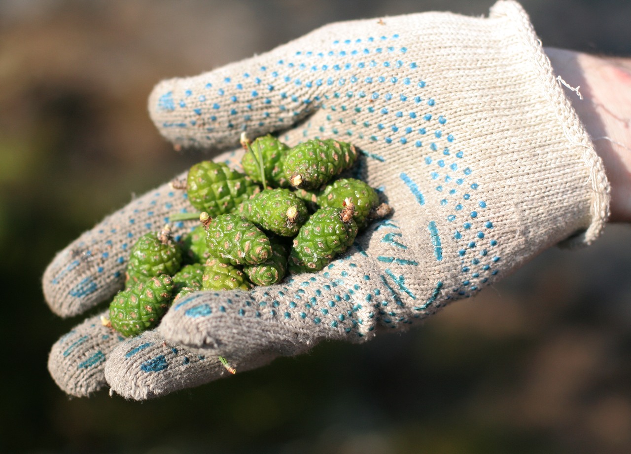 p_pine cones_9442.jpg