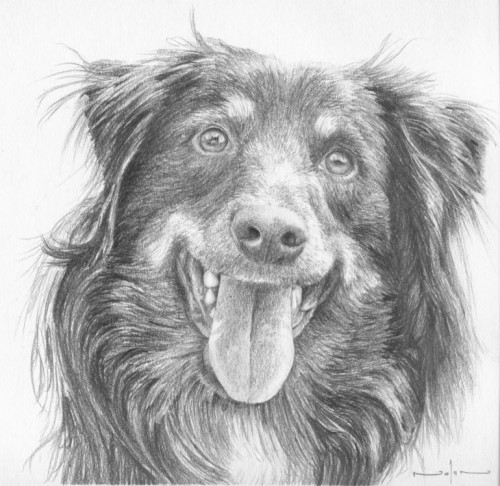 long-hair-dog-500.jpg