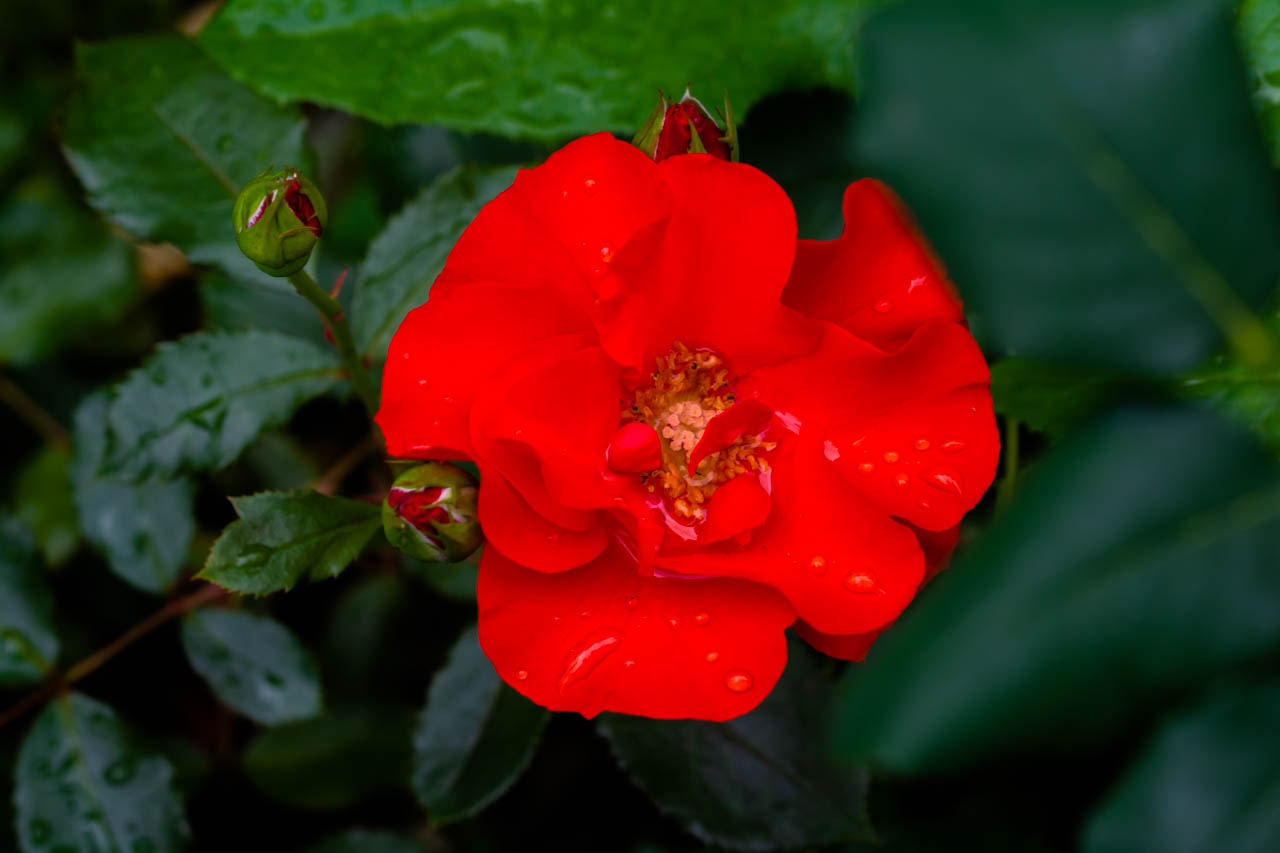DSC_2285.jpg